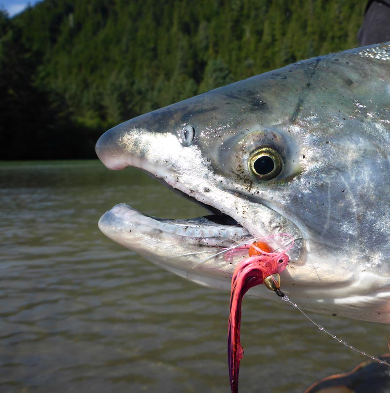 Fly Fishing For Silver Salmon In Cordova, Alaska.