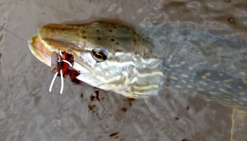 How to Catch Northern Pike on a Fly Rod